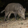 pig